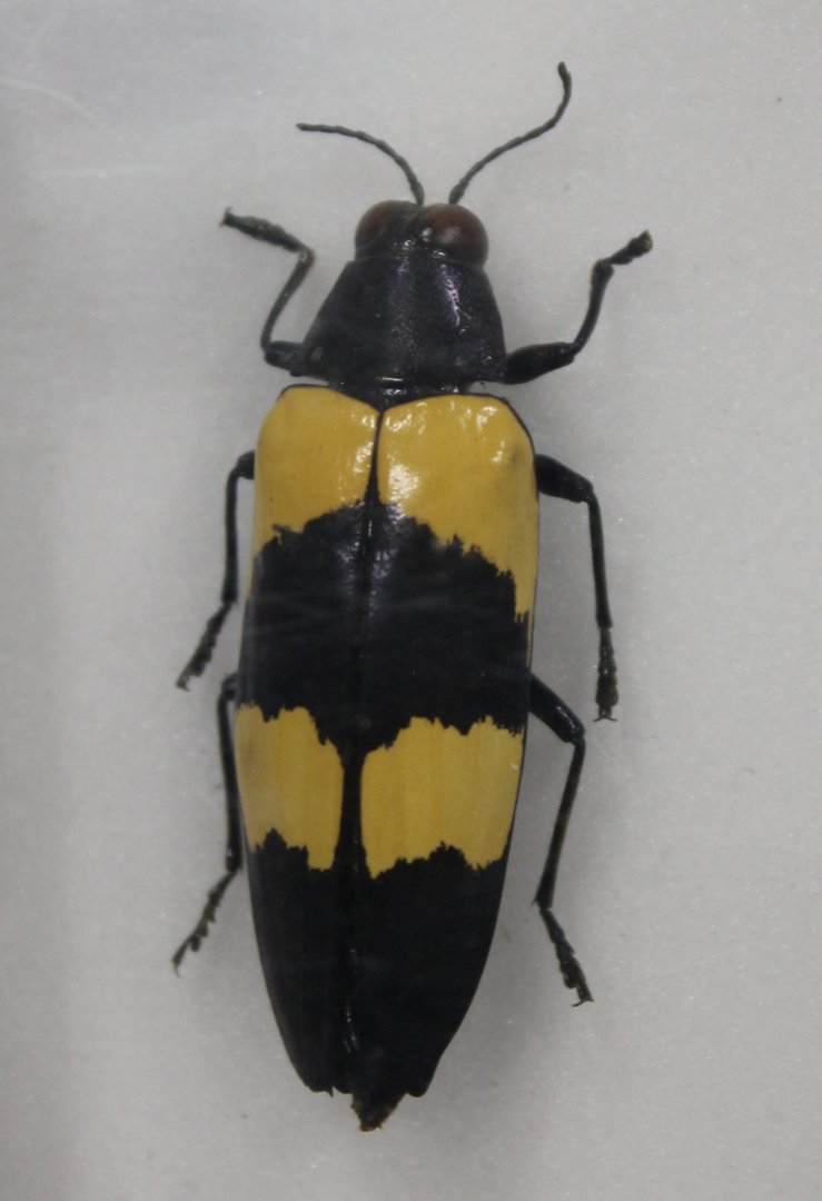 Beetle Specimen