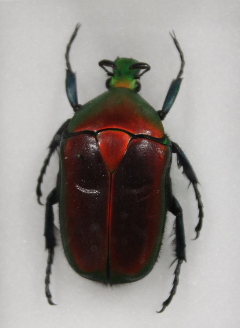 Beetle Specimen