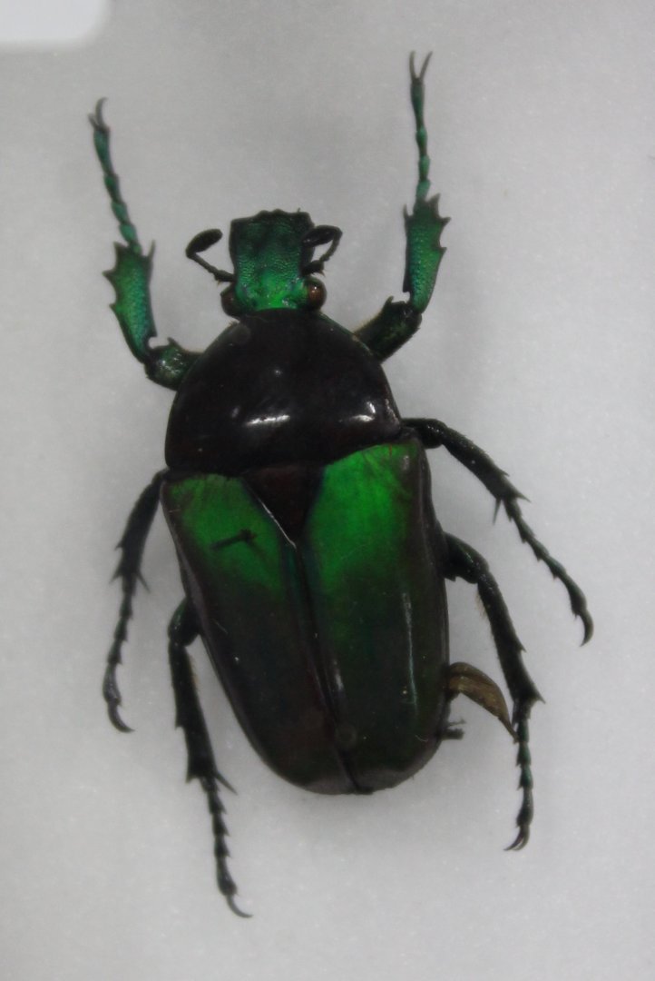 Beetle Specimen
