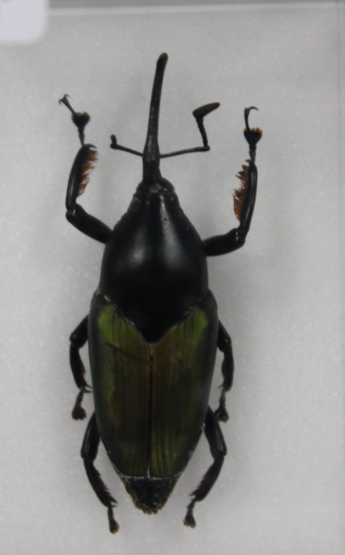 Beetle Specimen
