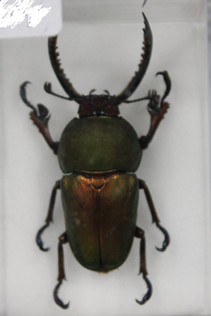 Beetle Specimen