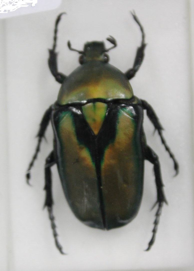 Beetle Specimen