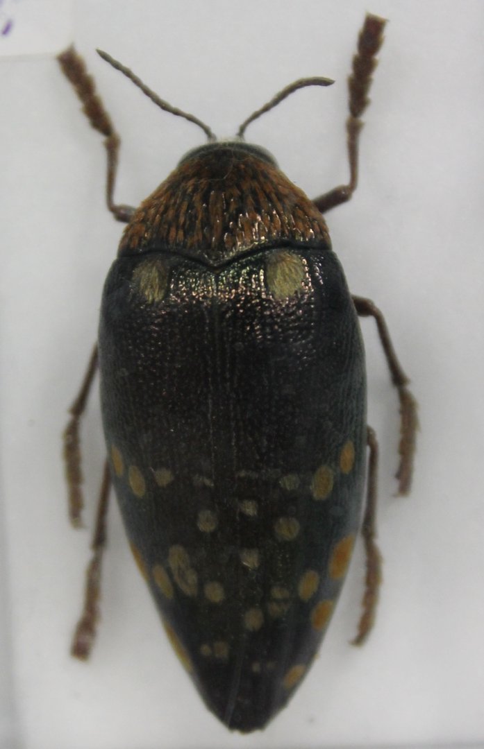 Beetle Specimen