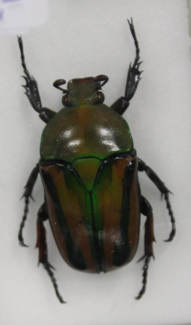 Beetle Specimen