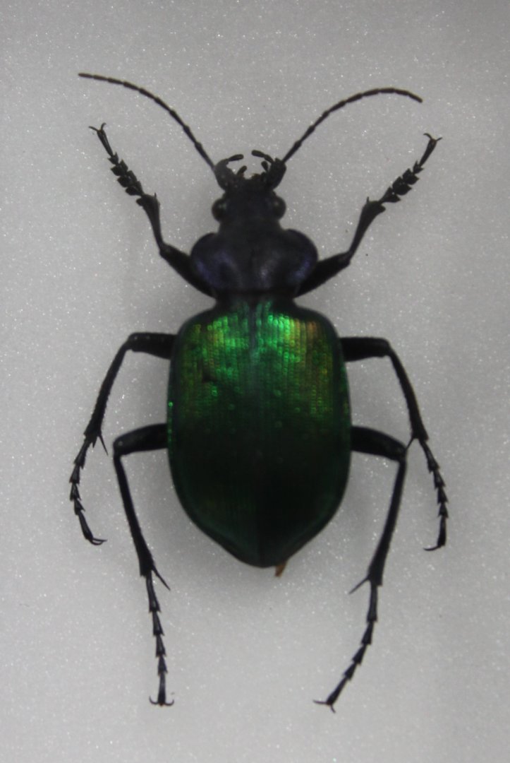 Beetle Specimen