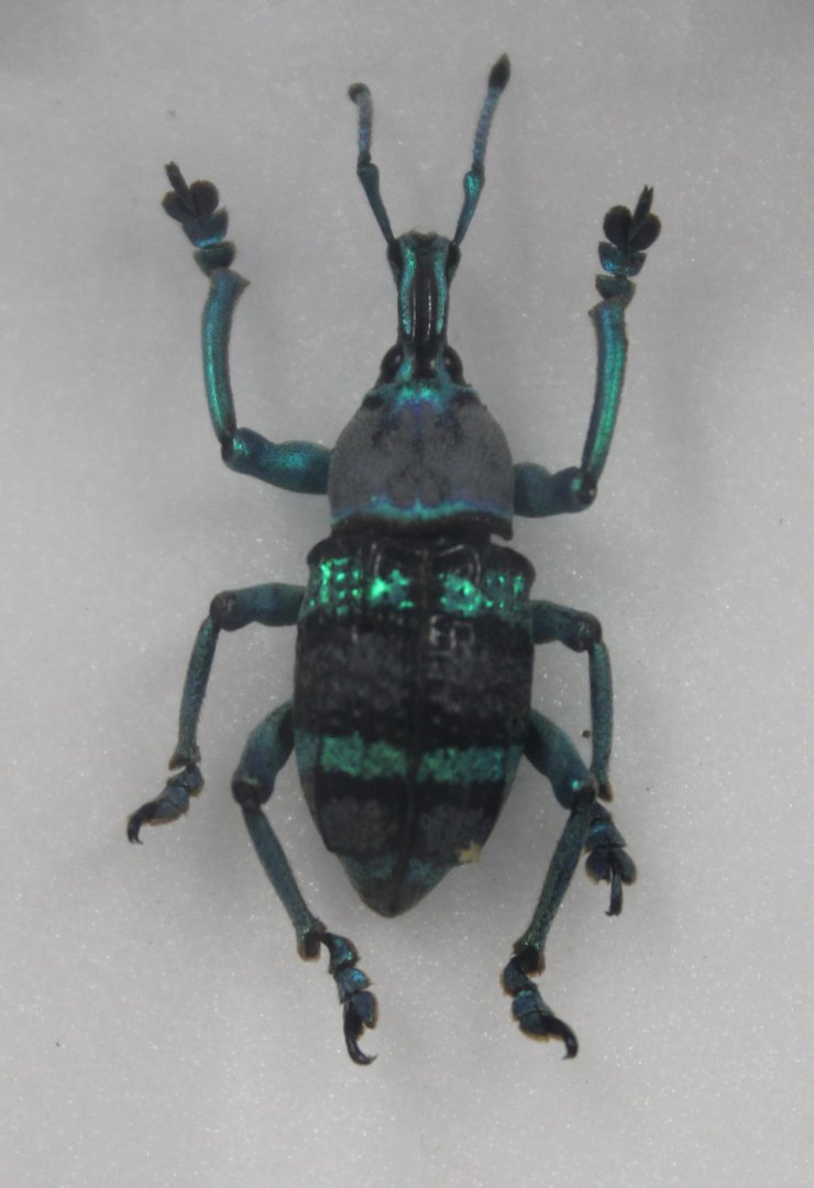 Beetle specimen