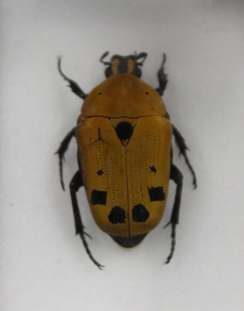 Beetle specimen
