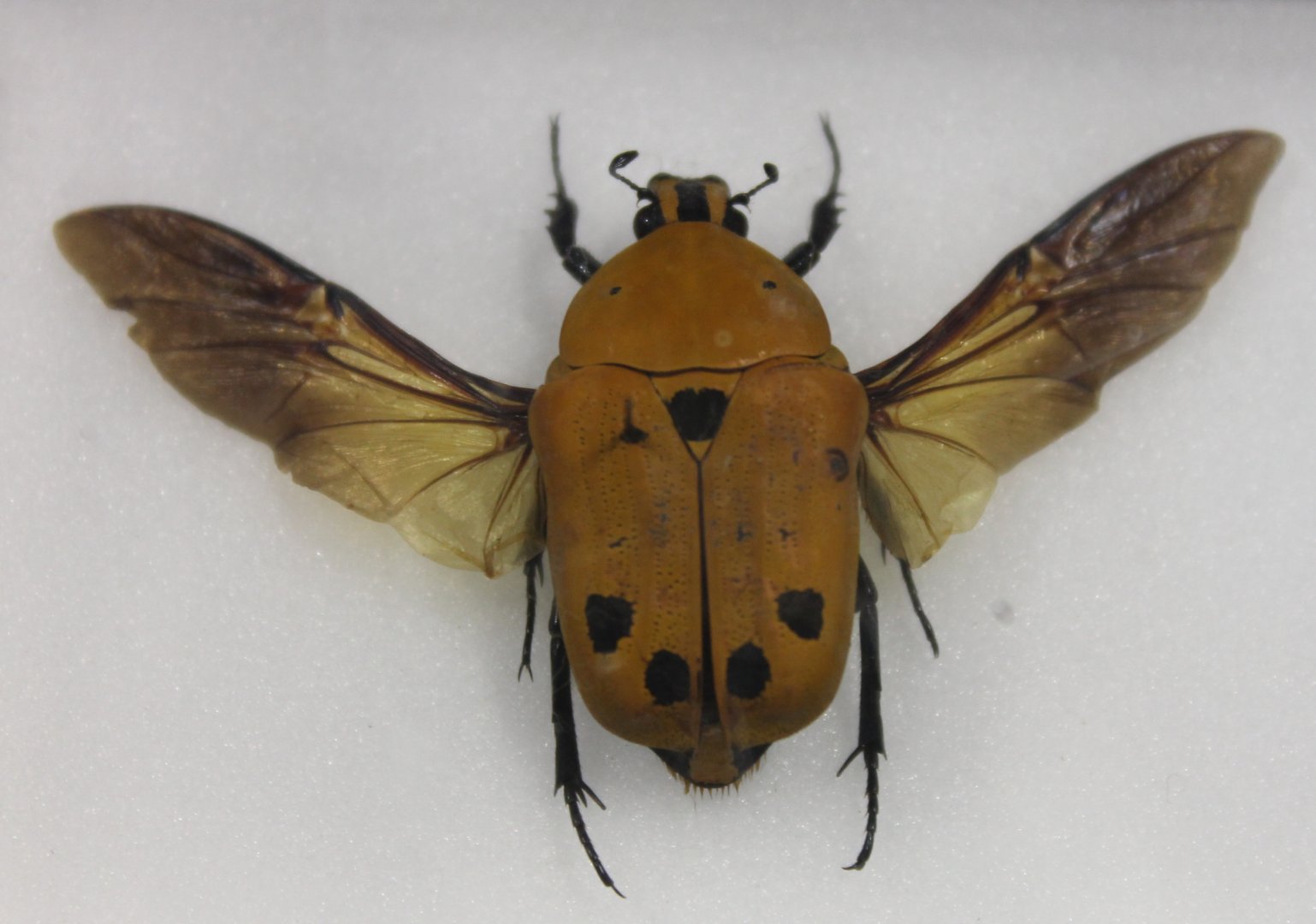 Beetle specimen
