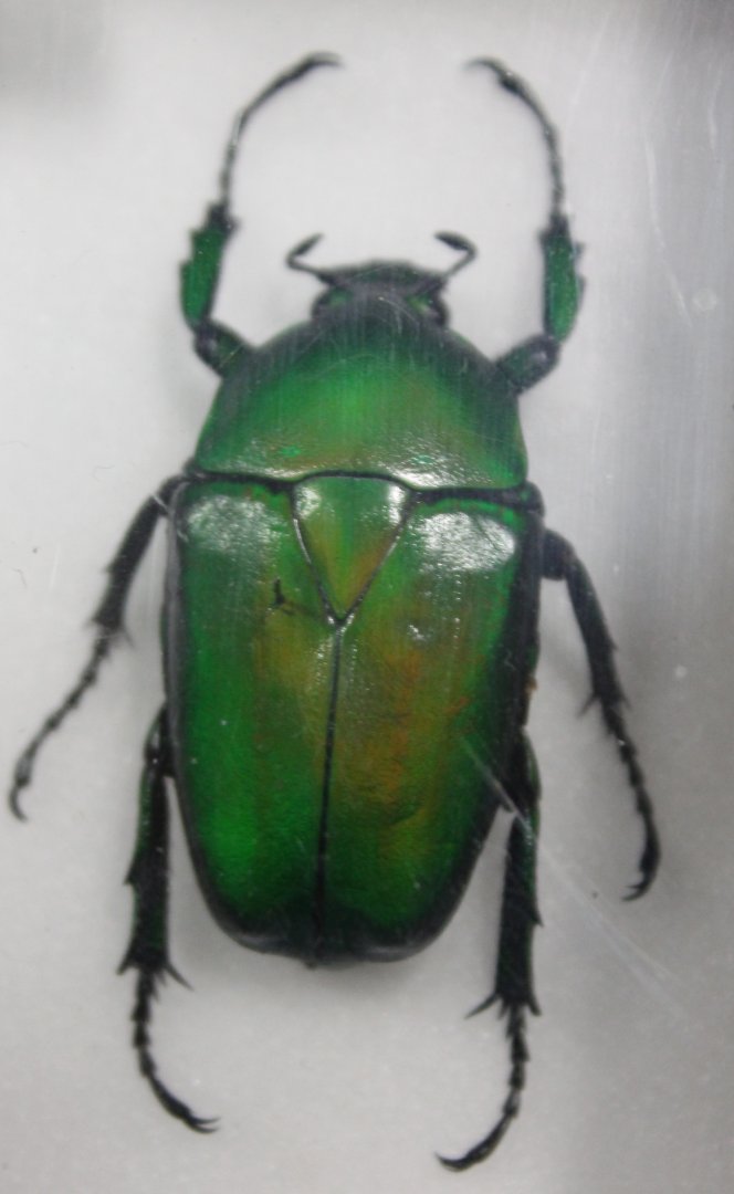 Beetle specimen
