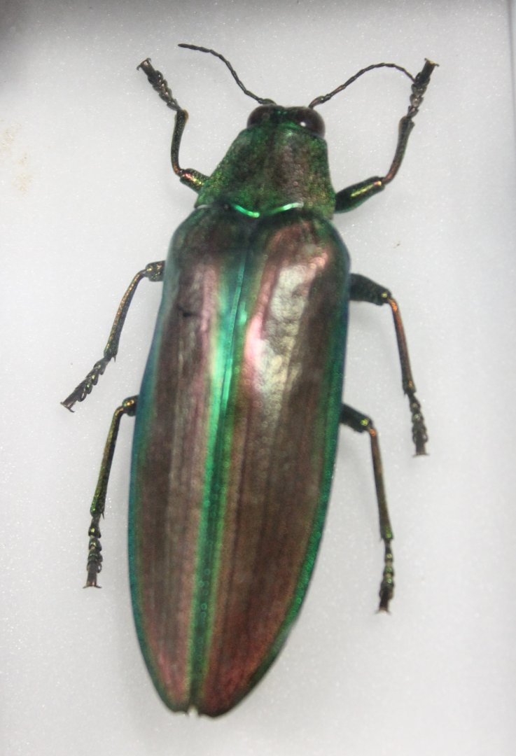 Beetle specimen