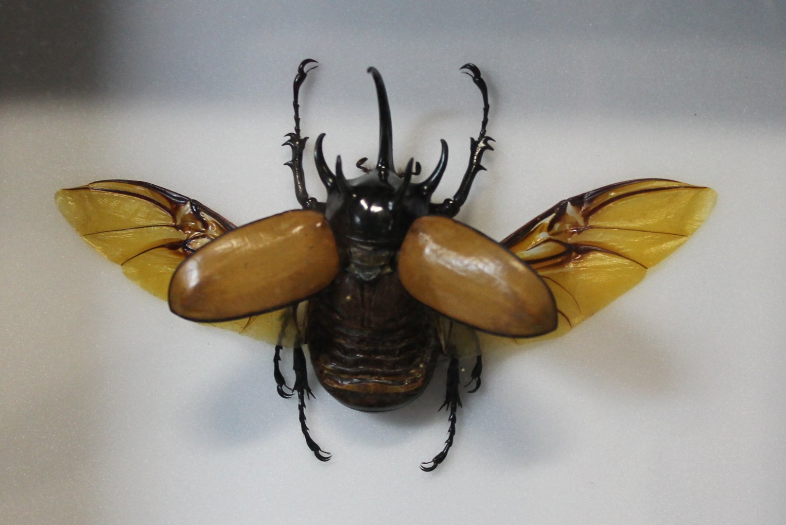 Beetle specimen