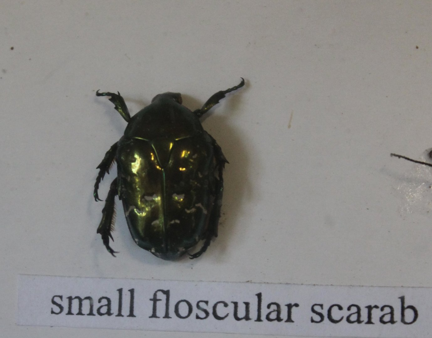 Beetle specimen