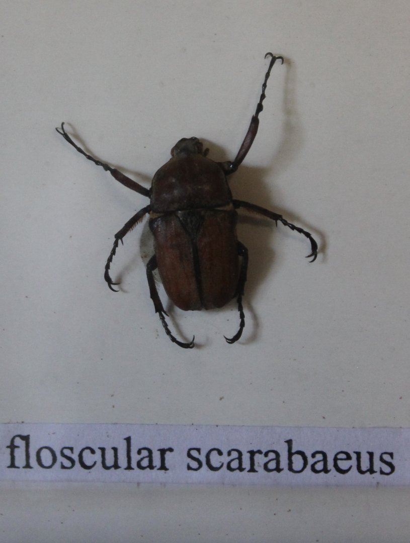 Beetle specimen