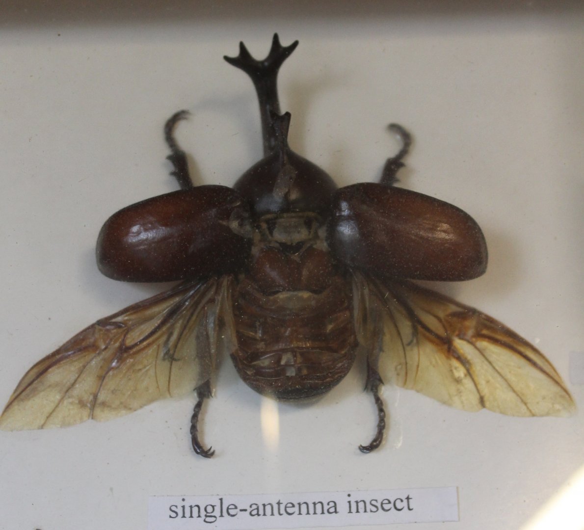 Beetle specimen