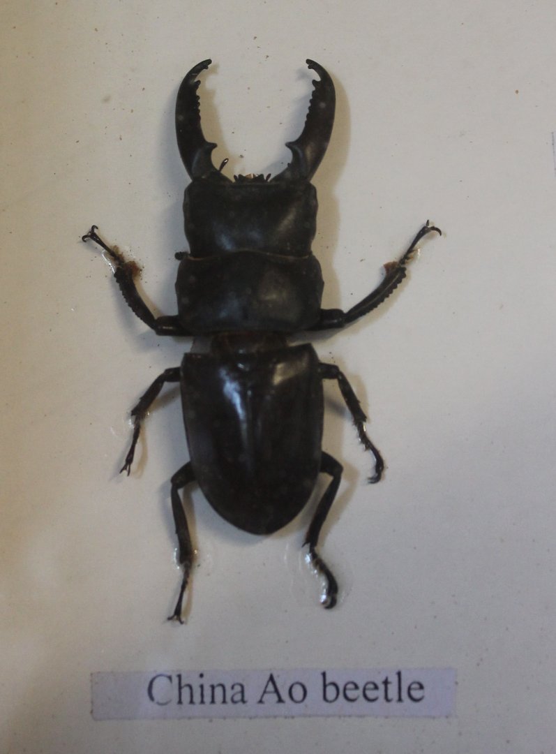 Beetle specimen