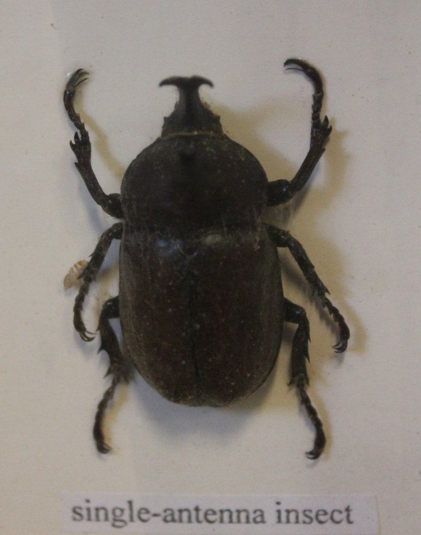 Beetle specimen