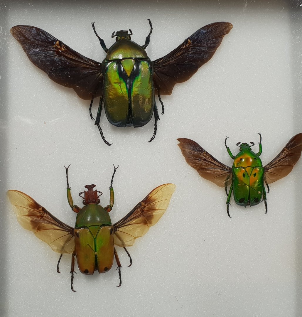 Beetle specimens