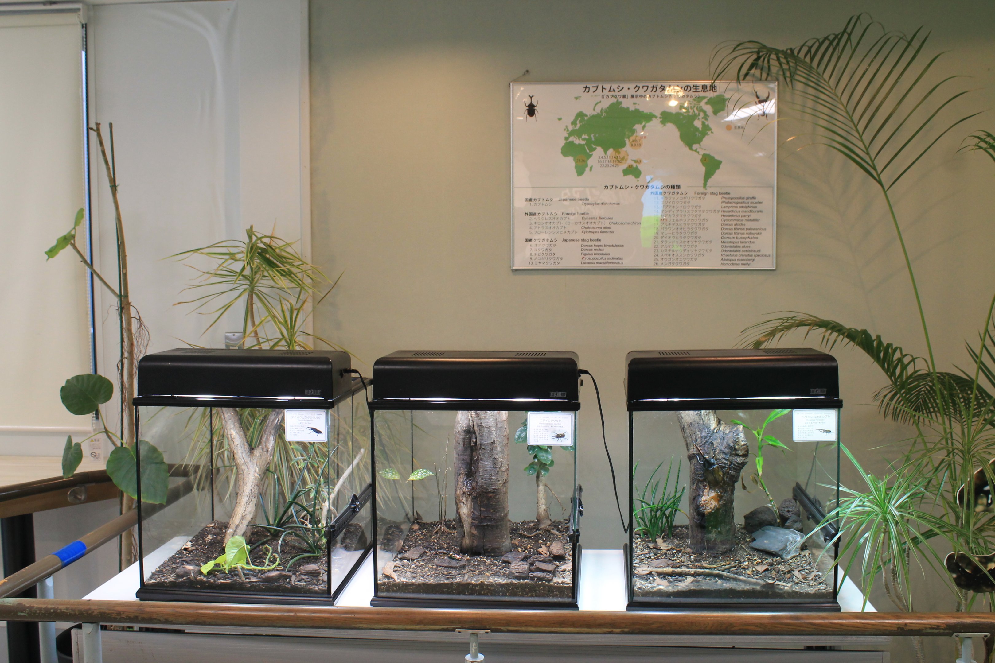 beetle terrariums - Minoh Park Insect Museum (Osaka)