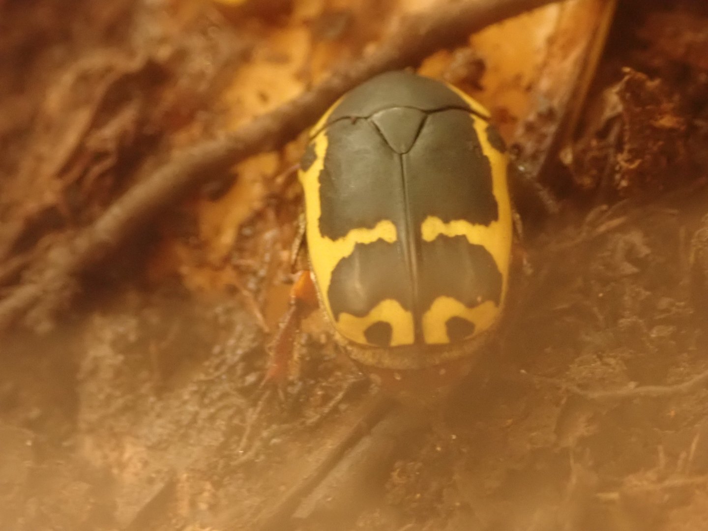 Beetle (unidentified)