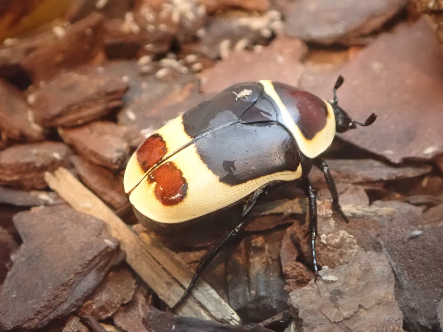 Beetle (unidentified)