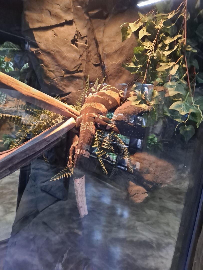 Beetlejuice the Bell's Phase Lace Monitor (4/19/25)