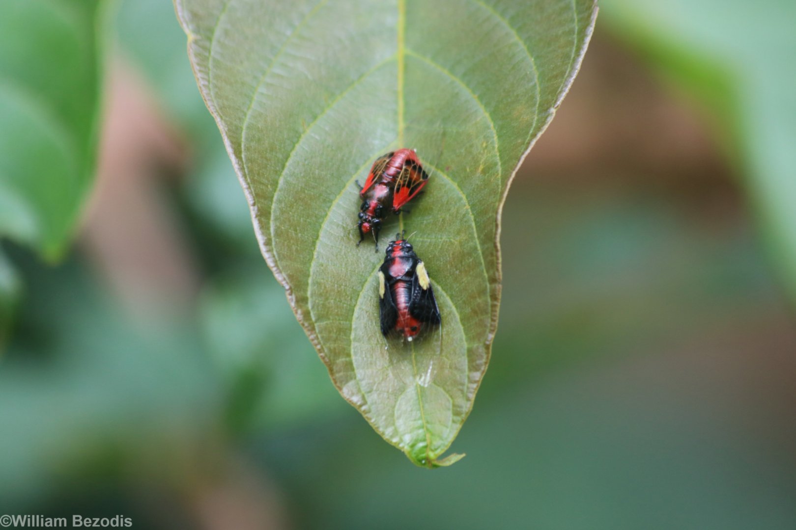 Beetles - Kaeng Krachan National Park