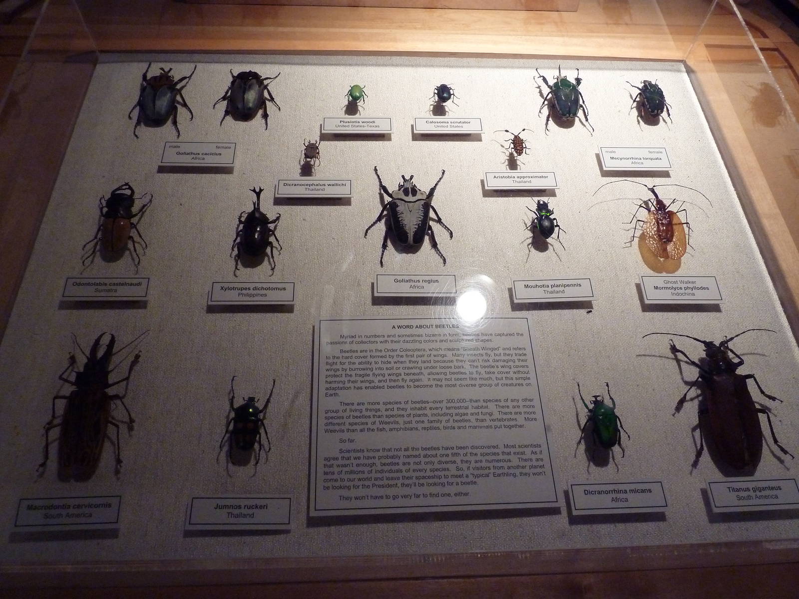 Beetles