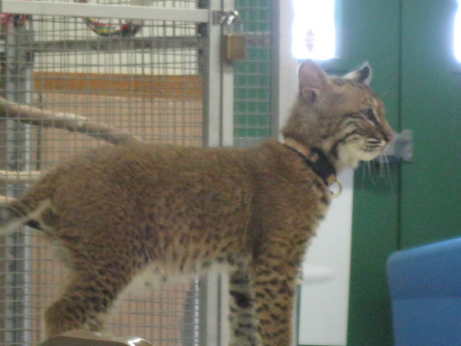 Beeze the Bobcat Kitten