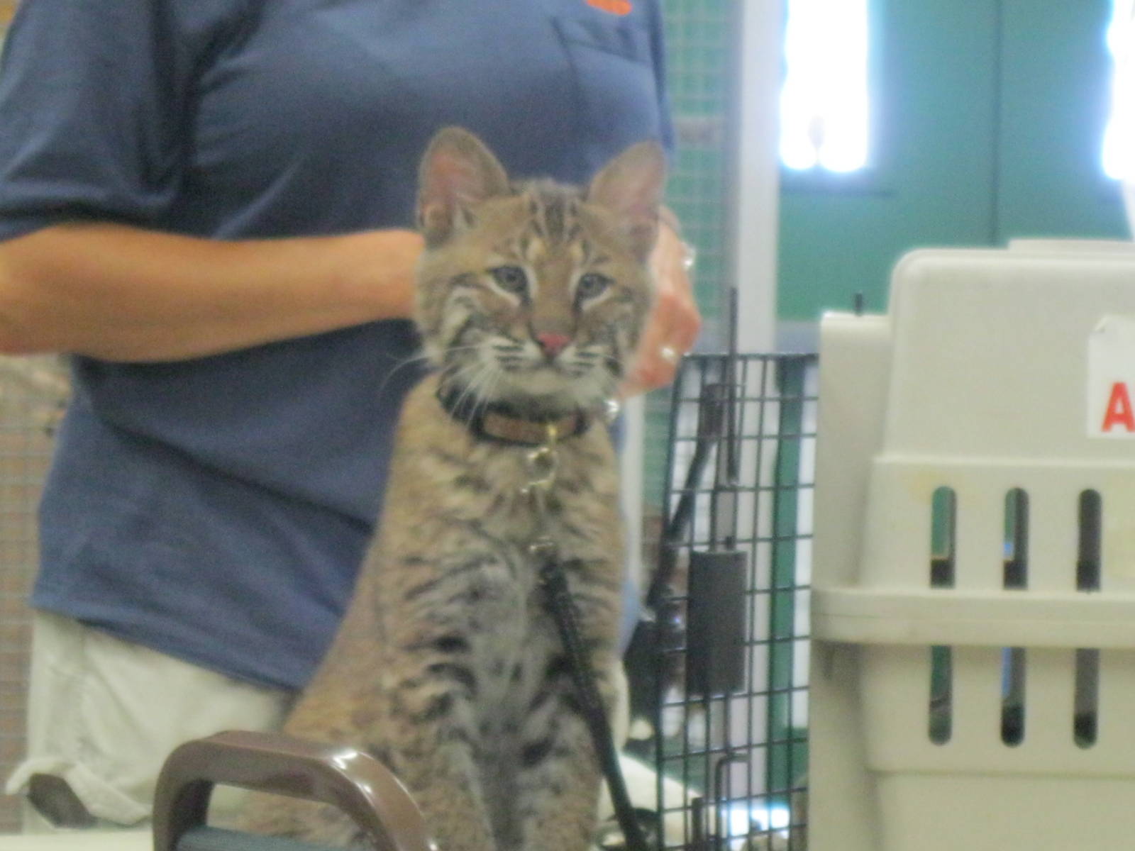 Beeze the Bobcat Kitten