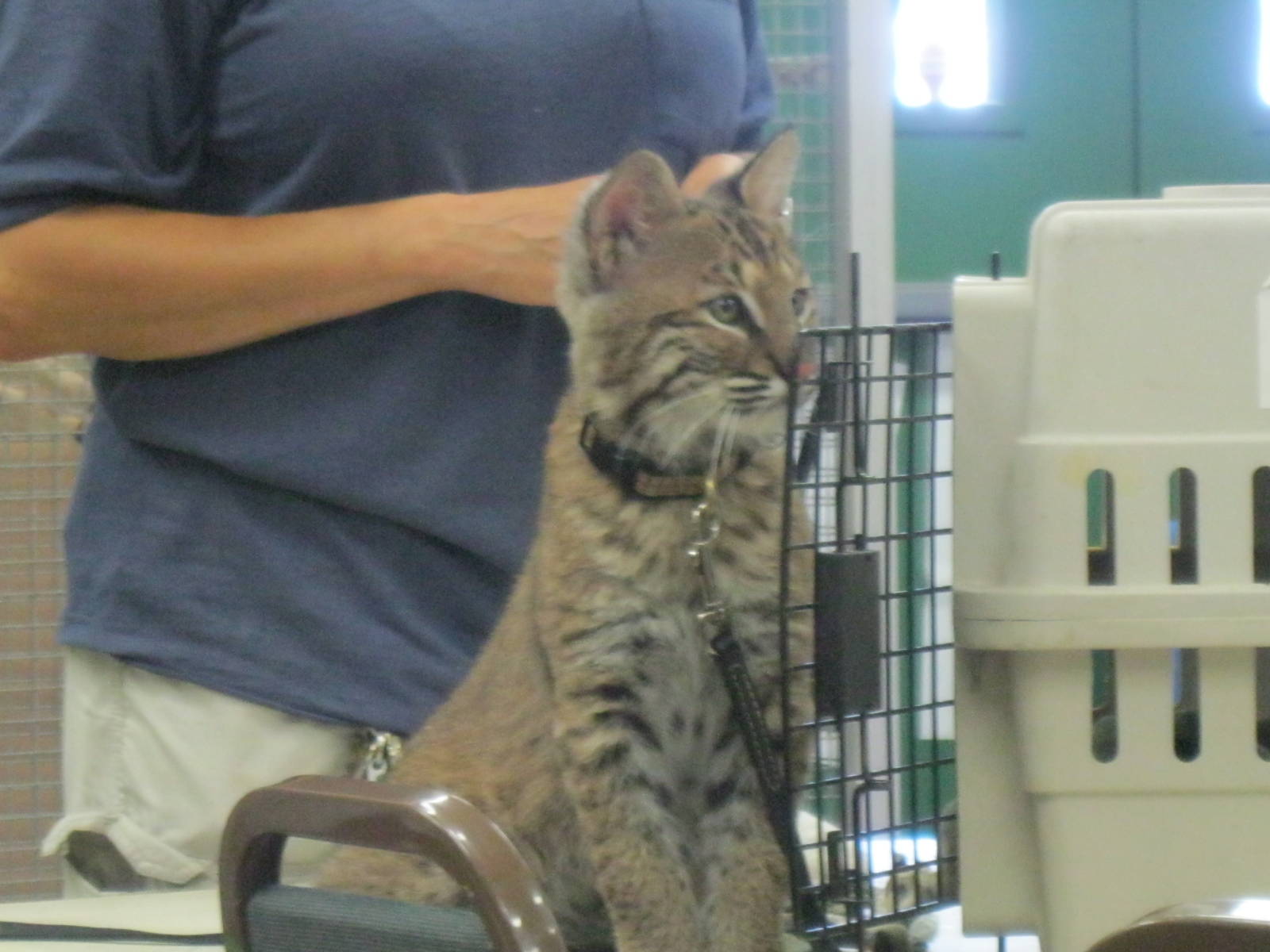 Beeze the Bobcat Kitten