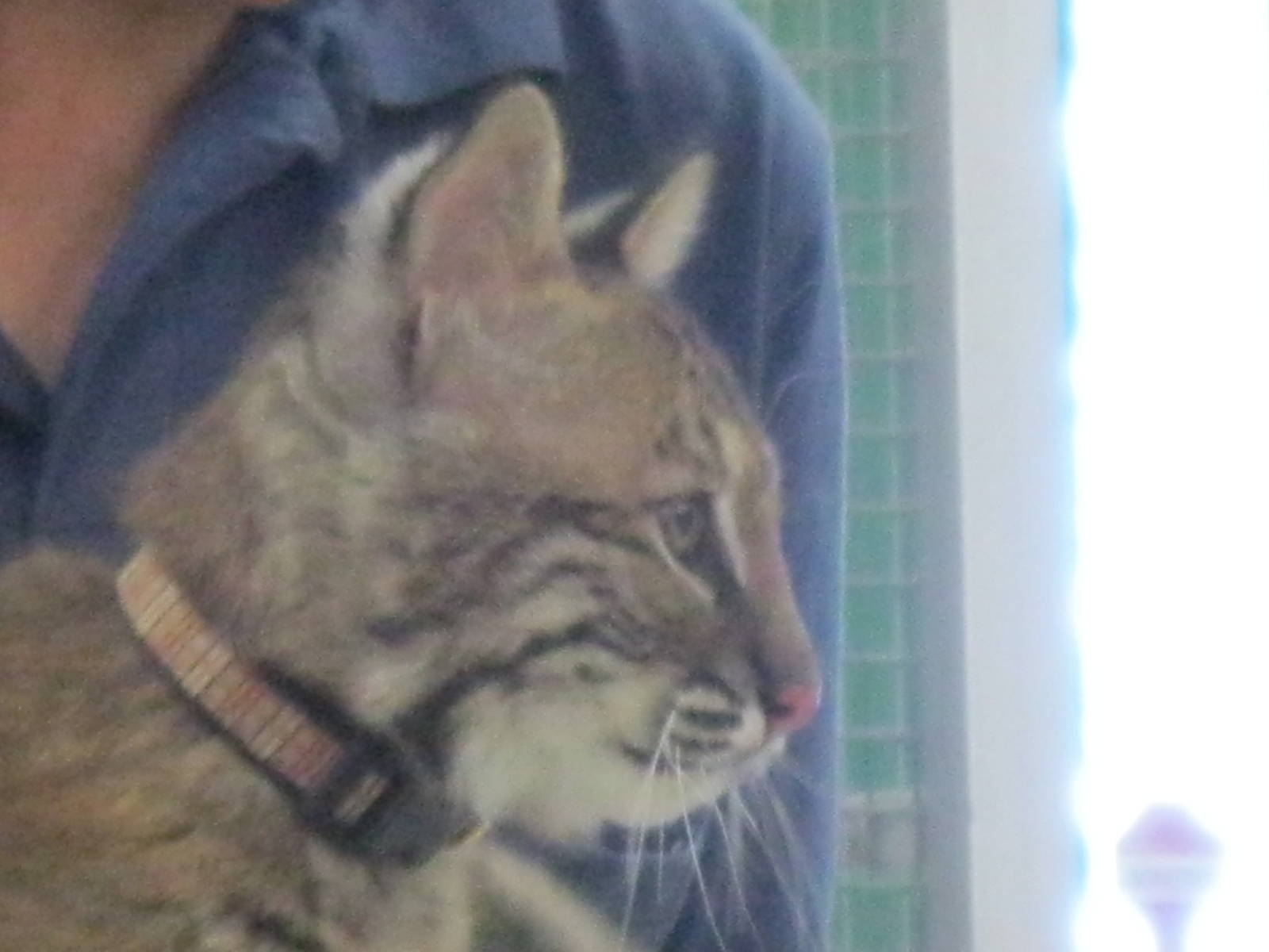 Beeze the Bobcat Kitten
