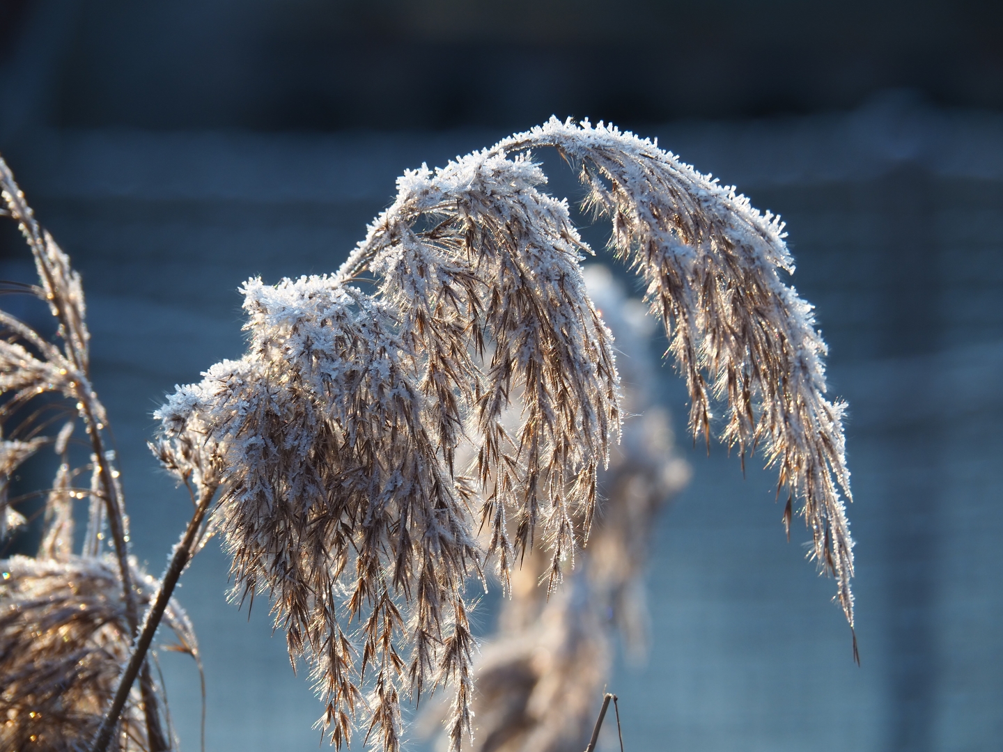 Befrosted common reed (Phragmites australis) panicle  (Jan 20th, 2019)