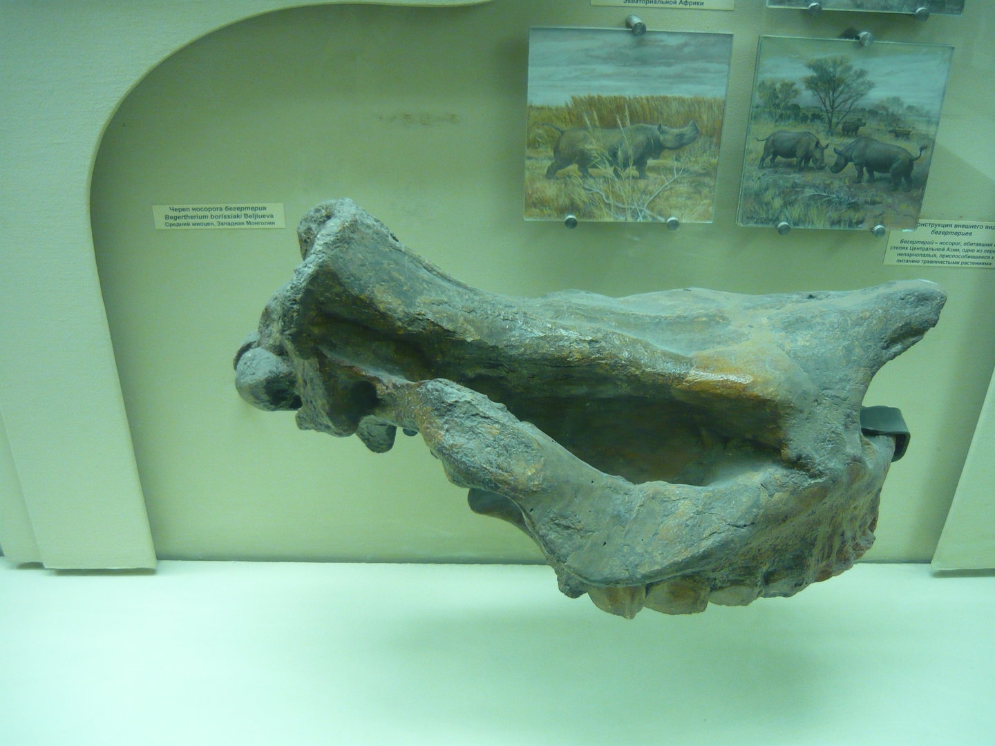 Begertherium borissiaki skull