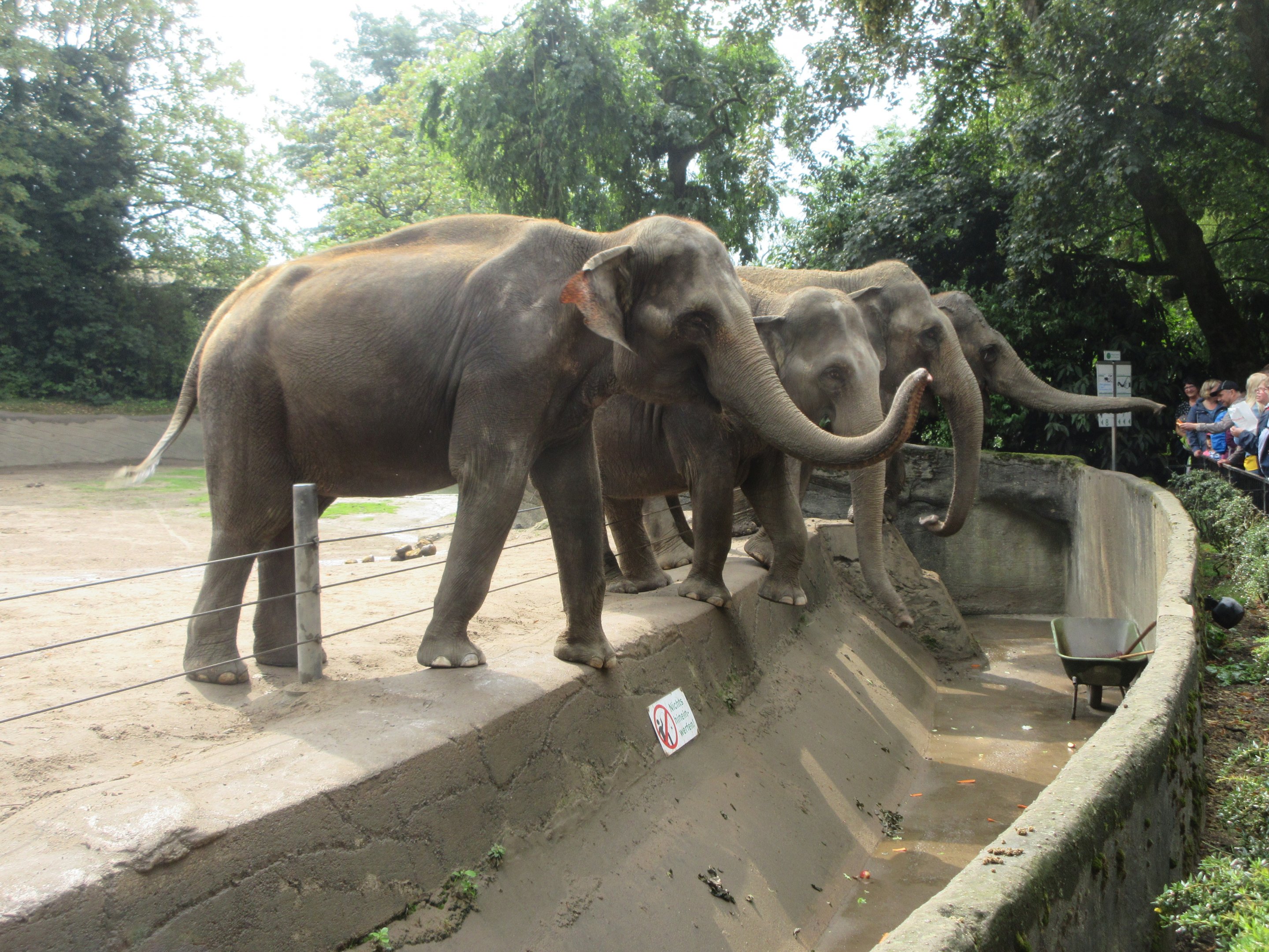 Begging Asian Elephants