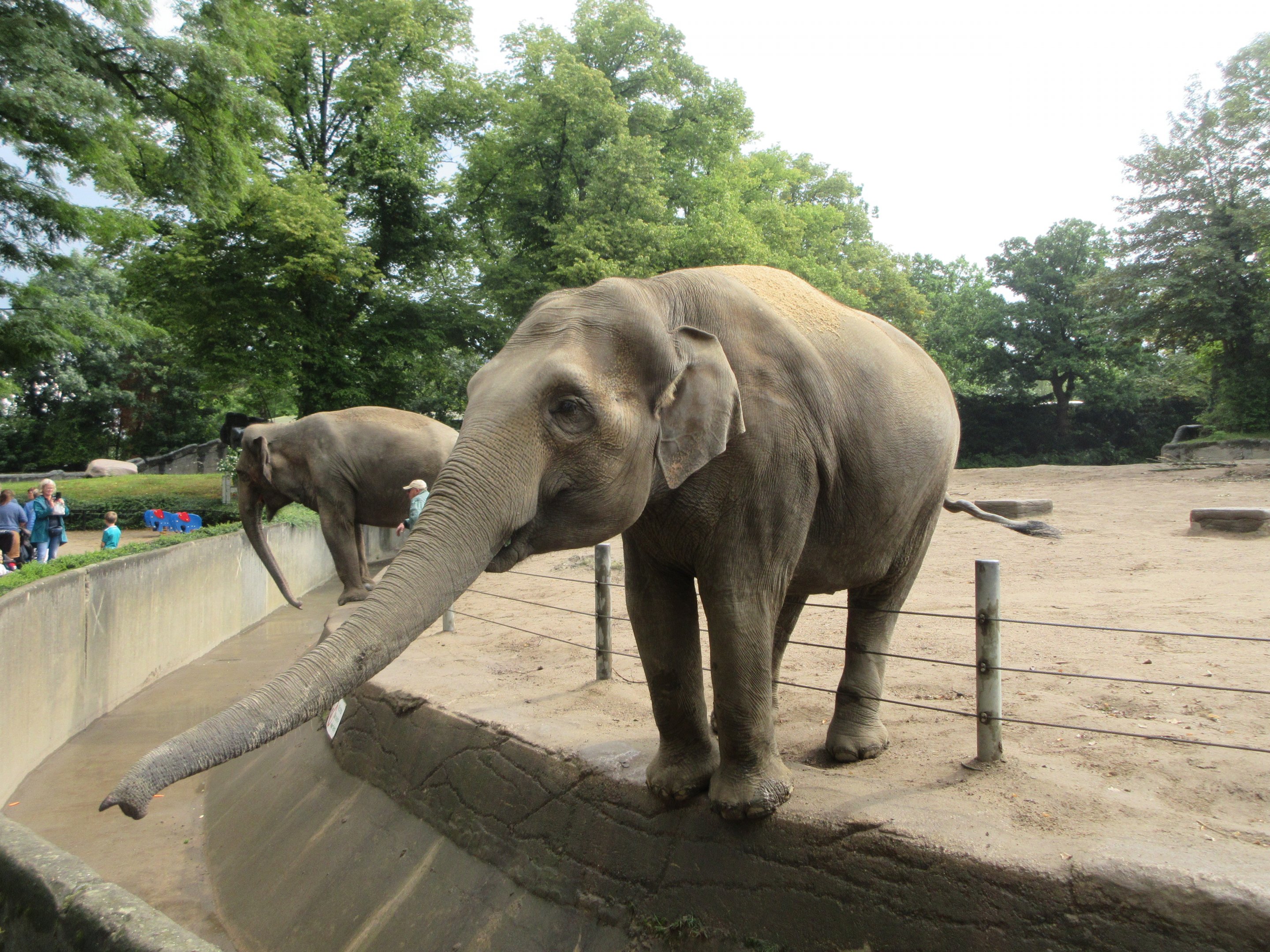 Begging Asian Elephants