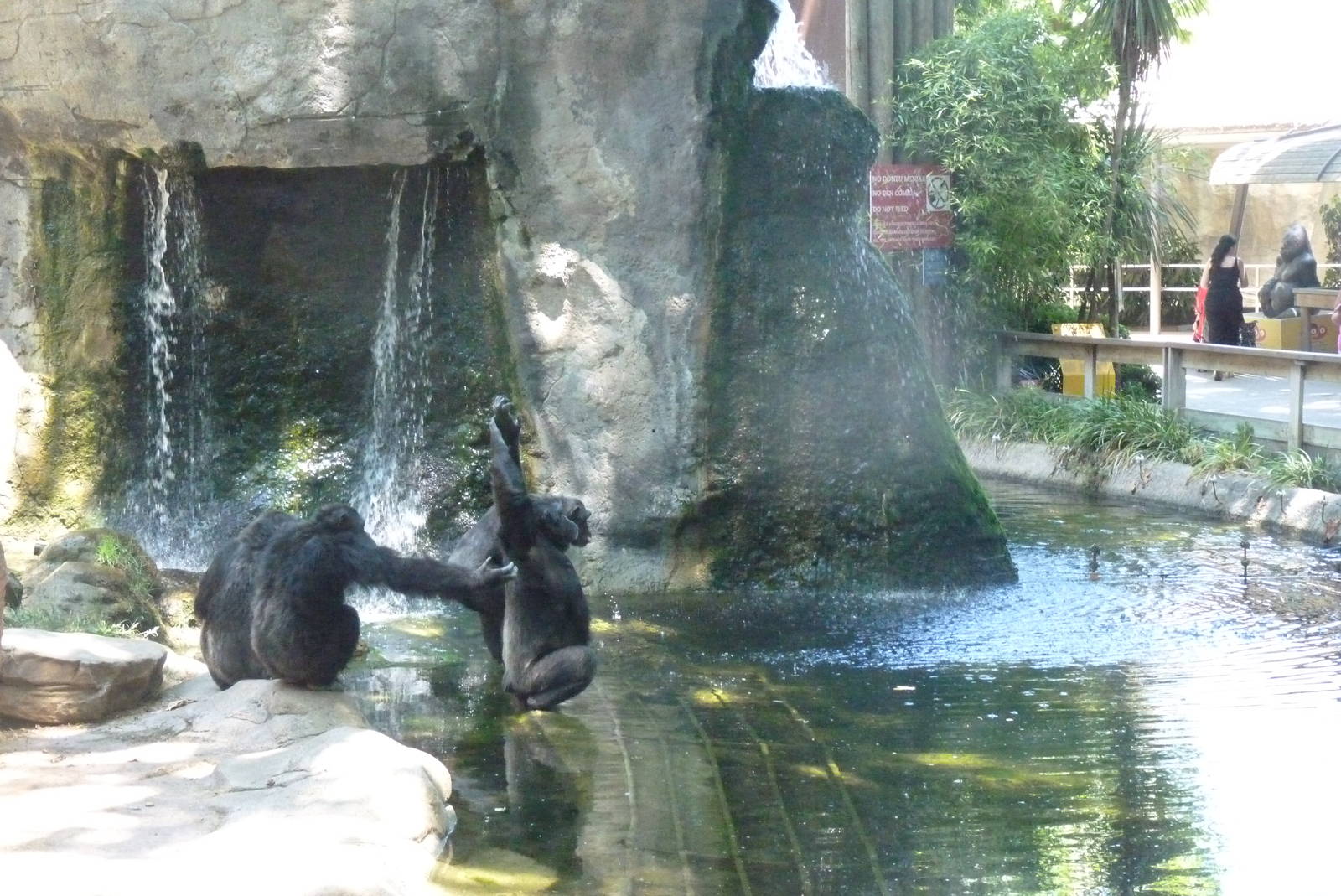 Begging Chimps, 17 June 2015