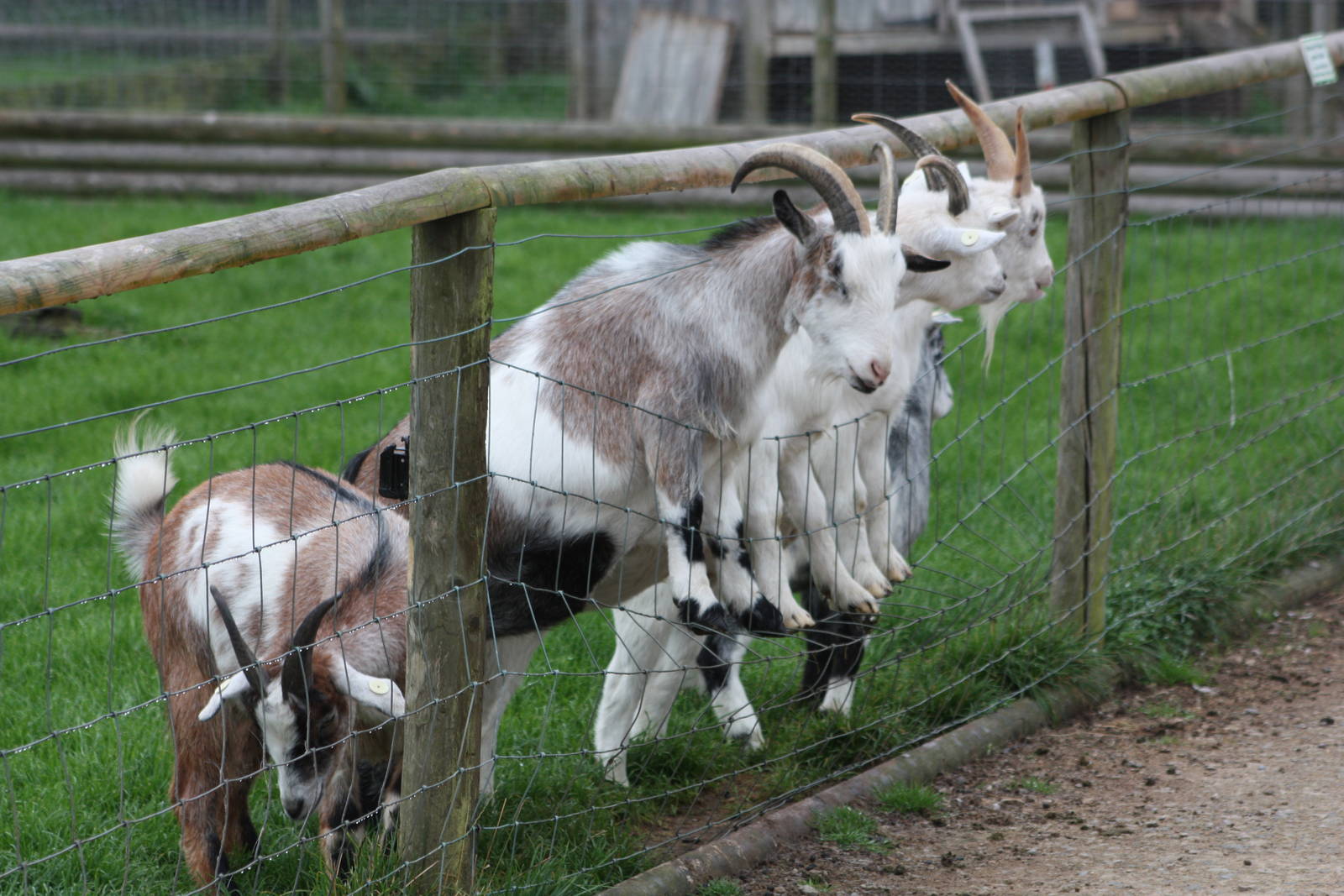 Begging for pellets, 6th September 2014