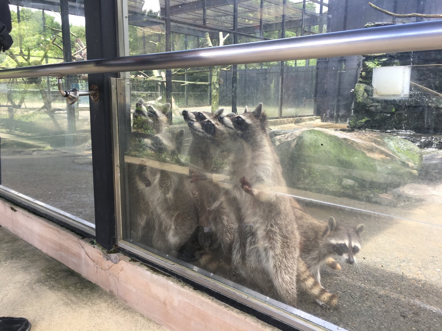 Begging raccoons- Nagasaki Bio Park