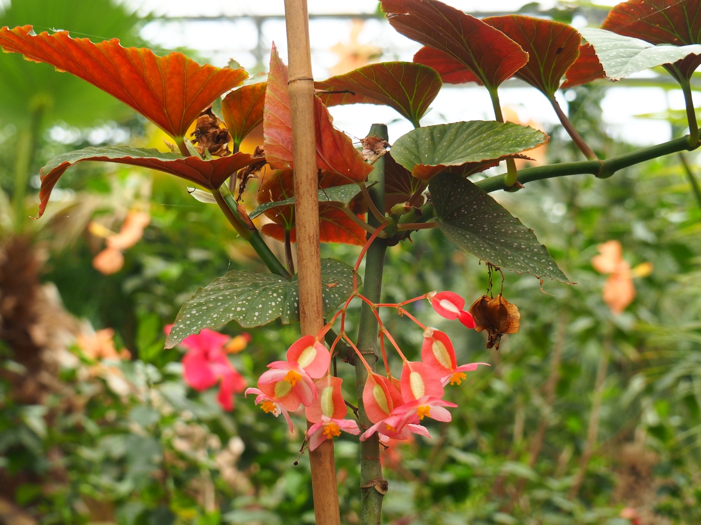 Begonia corallina (Aug 28th, 2018)
