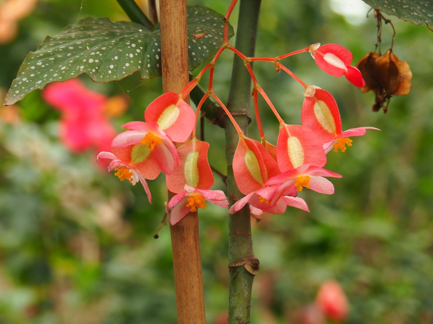 Begonia corallina flowers (Aug 28th, 2018)