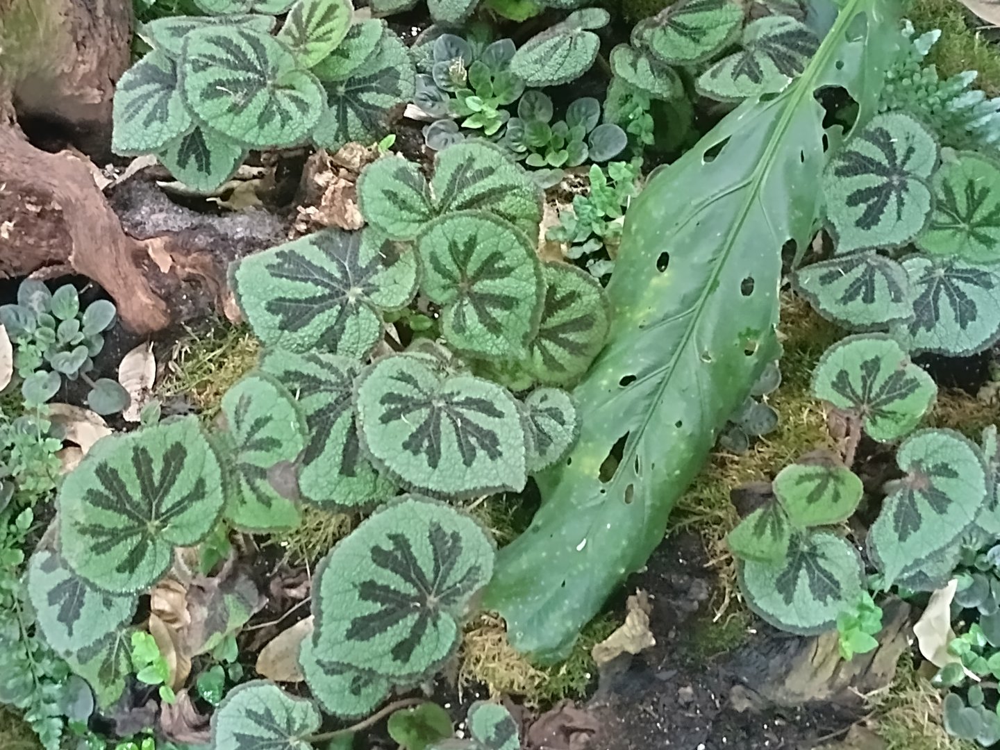 Begonia masoniana in the buttefly hall