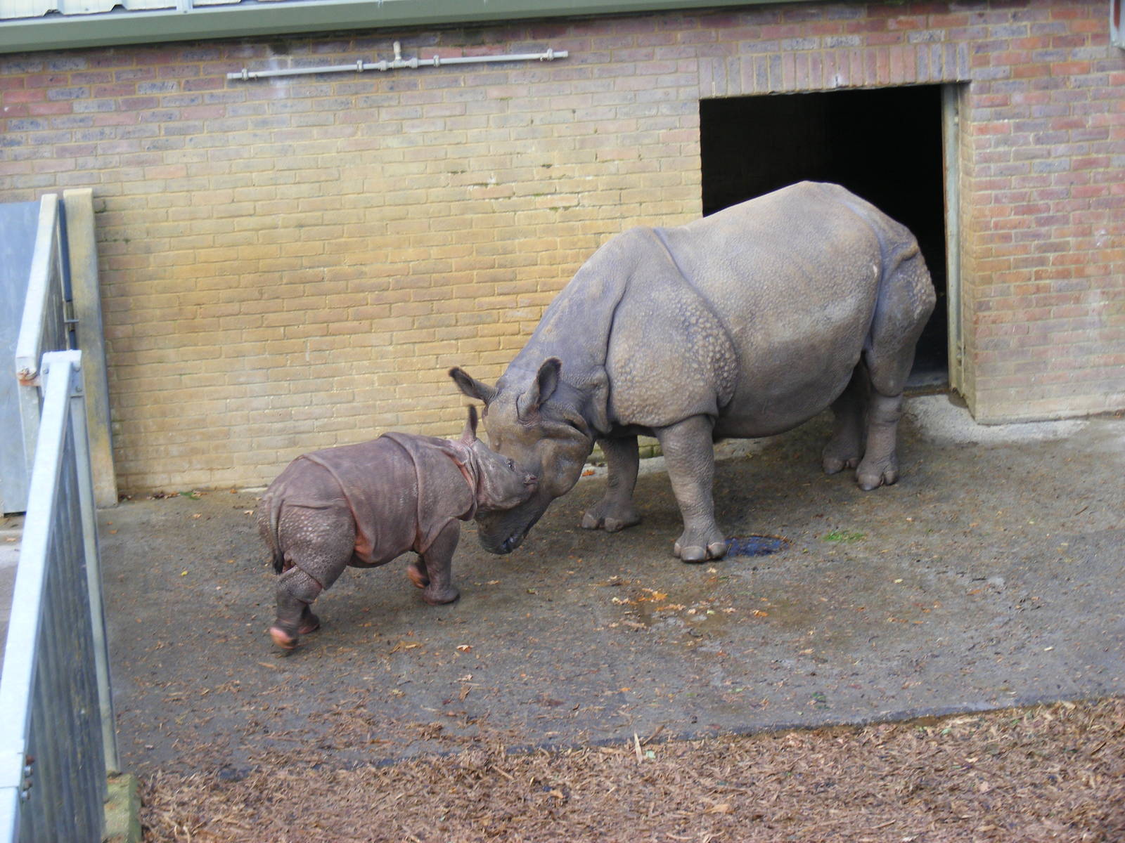 Behan the greater one-horned rhino with her calf at Whipsnade Zoo, 11 Novem