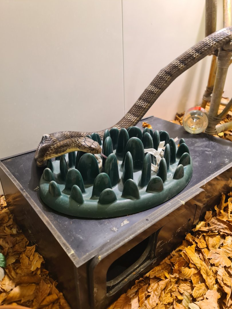 Behavioral Enrichment Chinese King cobra