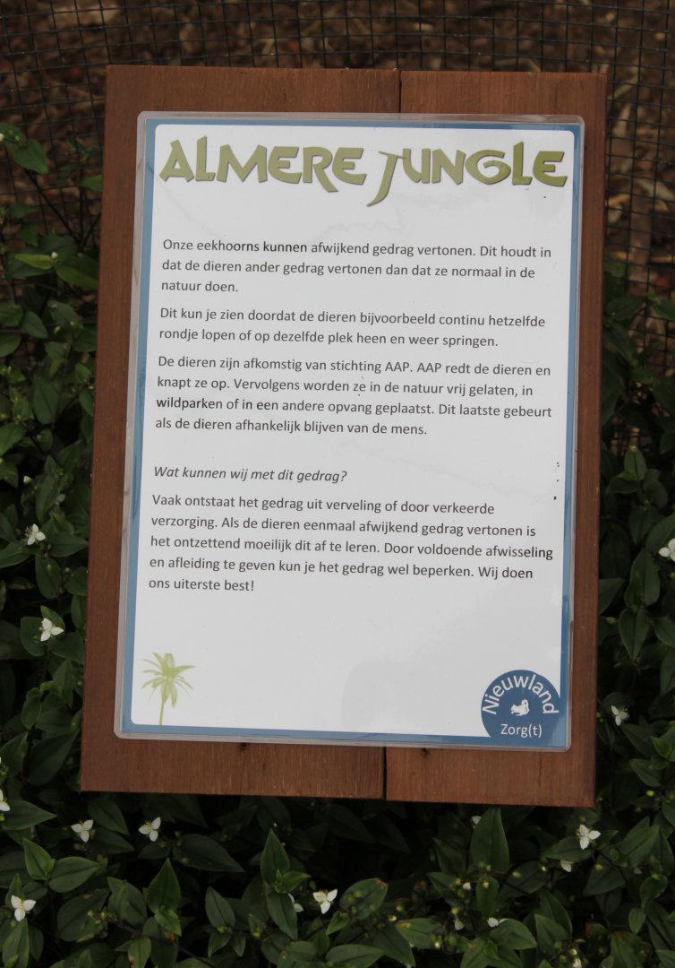 Behavioural notes Hudson squirrels