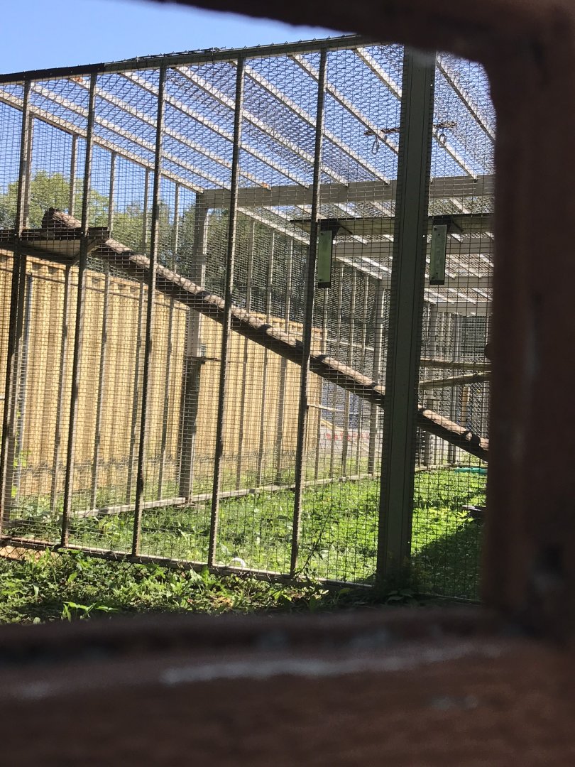 Behind scene area for the Japanese macaque