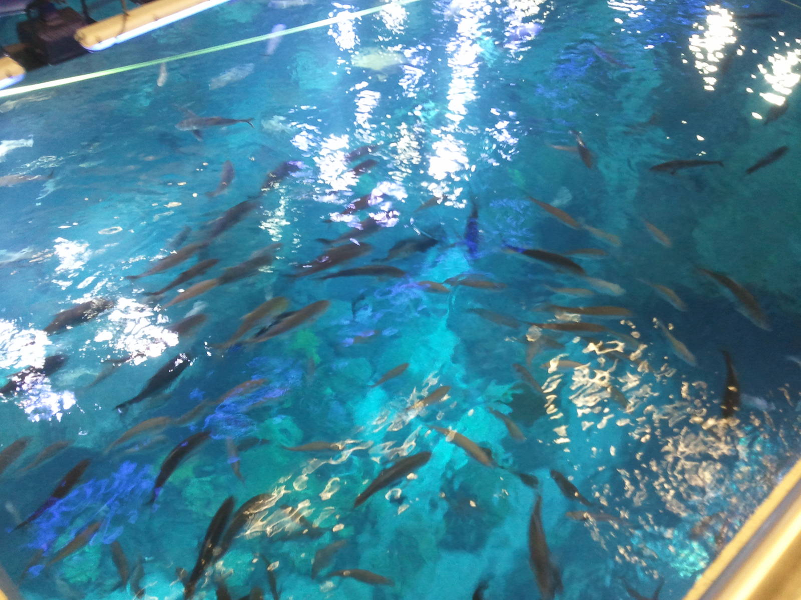 Behind the scene of the Dubai Aquarium 03