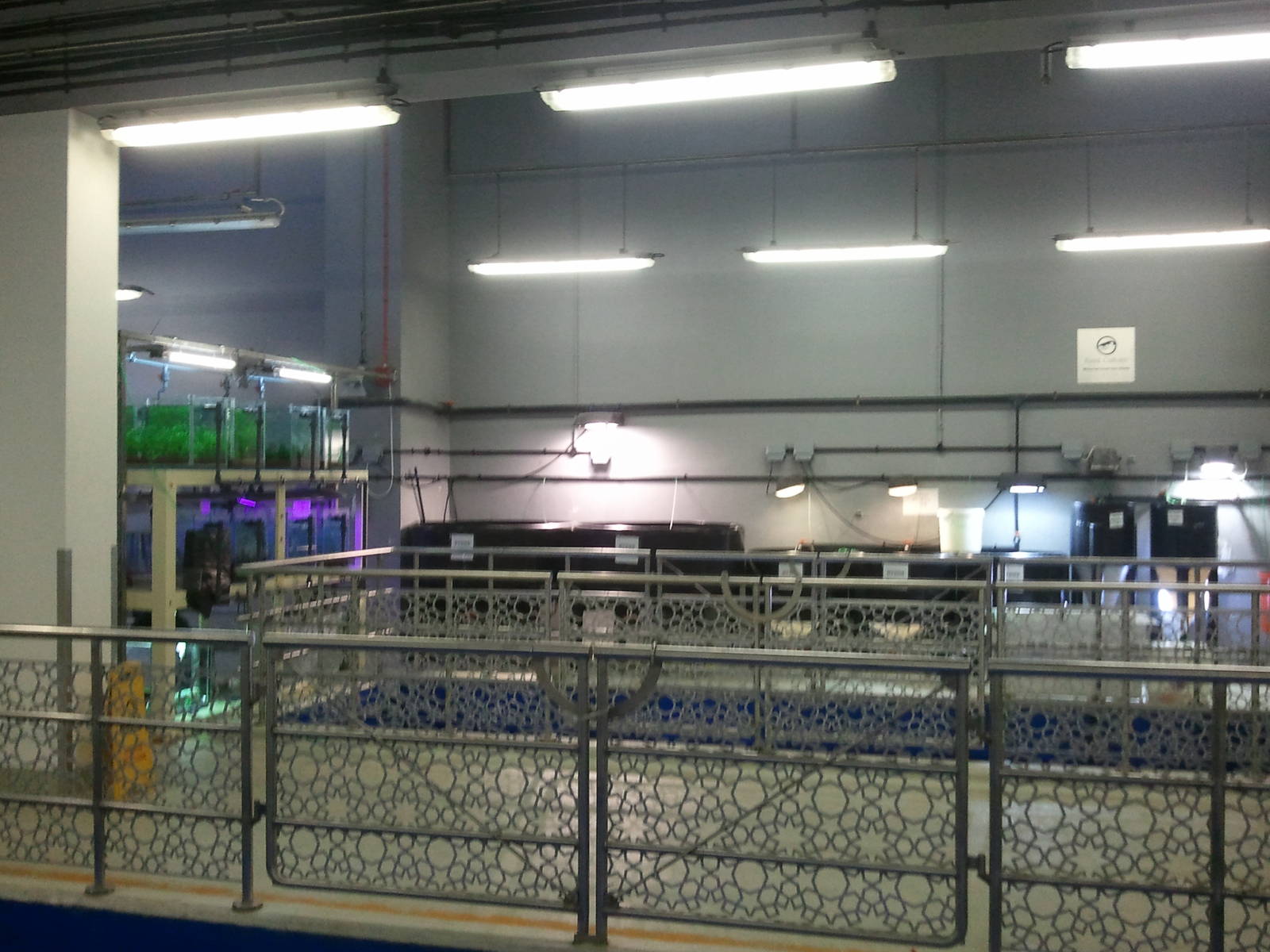 Behind the scene of the Dubai Aquarium 04