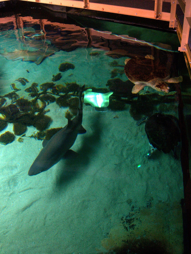 Behind-the-Scenes 2008 - Above the Shark Tank