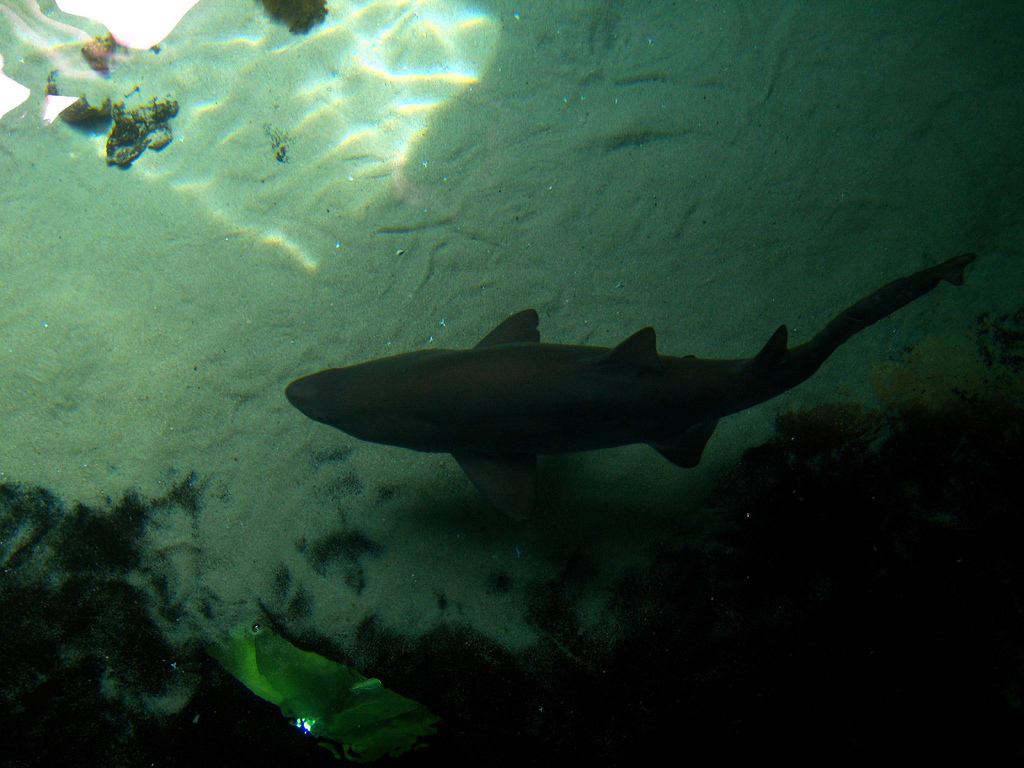 Behind-the-Scenes 2008 - Above the Shark Tank