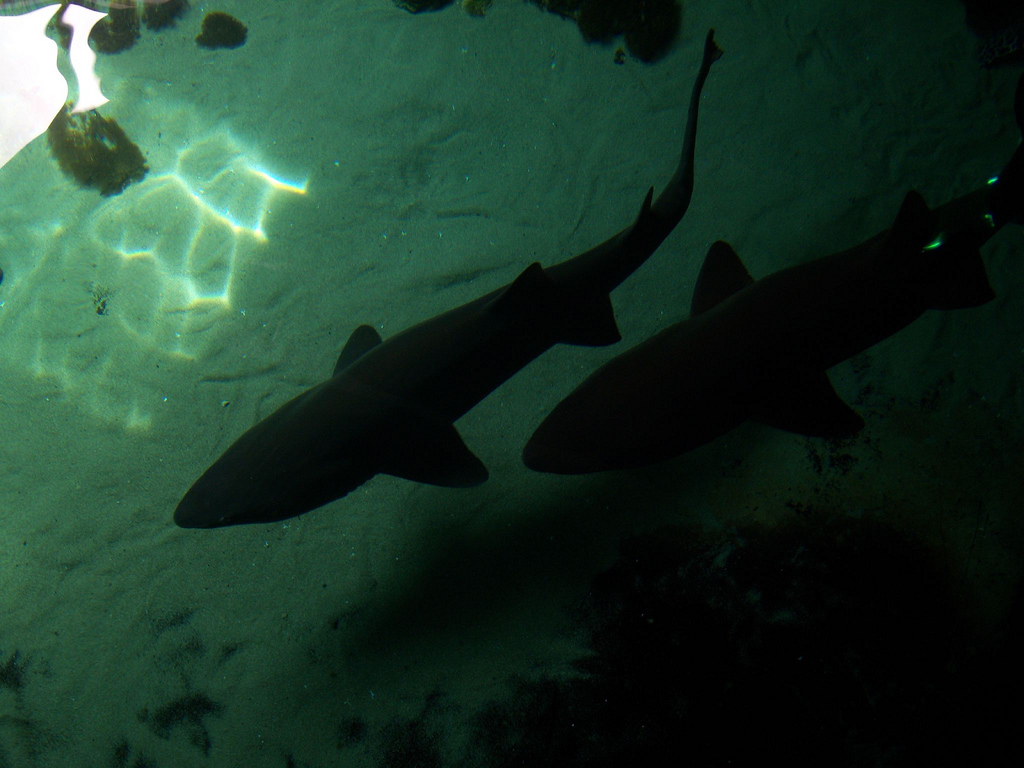 Behind-the-Scenes 2008 - Above the Shark Tank